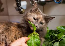 What Can Cats Eat 36 Human Foods Cats