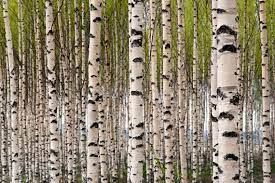 Birch Tree Forest Large Wall Mural