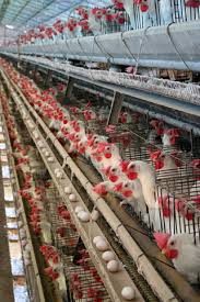 Poultry Farming Wikipedia