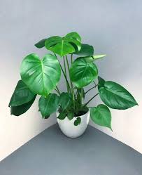 Tall Indoor Plants Indoor Plants