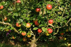 Eating Apples To Grow In Your Garden