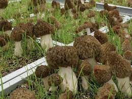 Cultivate Morel Mushrooms