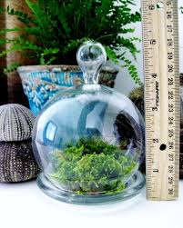 Glass Cloche Terrarium Planter Small
