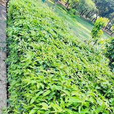 Green Garden Plant Size 1 Feet At Rs