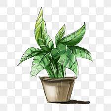 House Plant Png Transpa Images Free