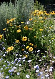 Montana Native Plants