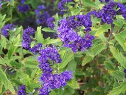 Blues To Your Perennial Garden