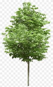 Small Tree Png Images Pngwing