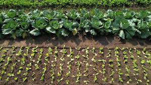 Aerial Sustainable Vegetable Garden