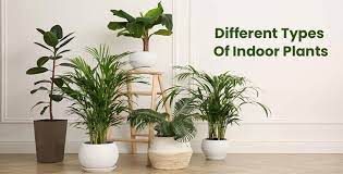 Indoor Houseplant Varieties