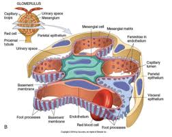 Kidney 2 Glomerular Diseases Pt 1