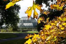 Kew Gardens Transformed Into Treasure