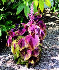 A Favorite Heat Seeking Annual Coleus