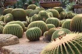 25 Beautiful Cactus Garden Ideas