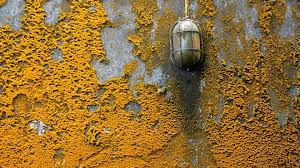 Is Orange Mold Dangerous To Humans