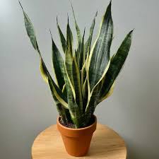 13 Vastu Plants For Home Office Their