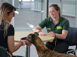 How To Adopt A Dog Dogs Trust