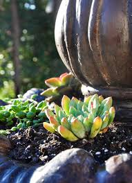 How To Make A Succulent Fountain