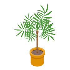 Vector Palm Tree Pot Icon Isometric
