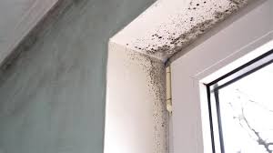 How Much Does Mold Remediation Cost In