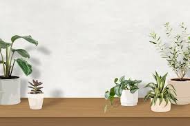 Desk Plant Vectors Ilrations For