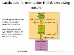 Bio 112 Chapter 6 Review Biology