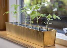 Indoor Plants