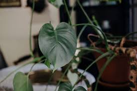 Grow And Care For Your Philodendron Plants