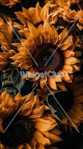 Bright And Beautiful Sunflowers Close