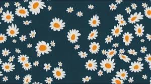 Seamless Animation With Daisy Flower On