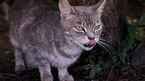 Feral Cats Kill Billions Of Small