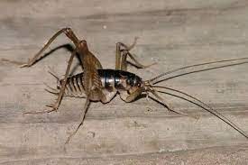Spider Crickets Have Been Spotted In Uk