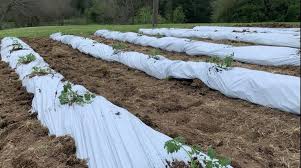 Grow A Garden Through Plastic Sheeting