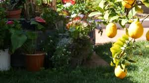 Lemon Plantation Stock Footage