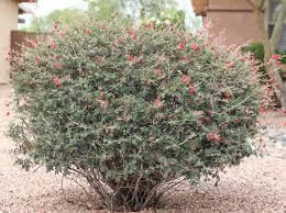 Baja Fairy Duster Elgin Nursery