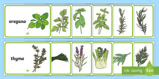 Herb Display Posters A4 Teacher Made