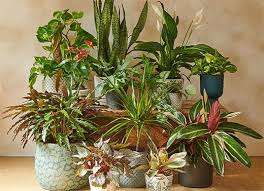 Indoor Plants