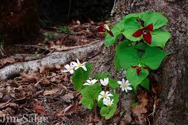 Finding Wildflowers At Garden In The