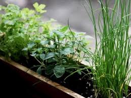 How To Successfully Grow Herbs A Field