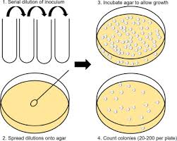 Microbial Growth An Overview