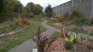 Seattle Greenlaker Gardening News