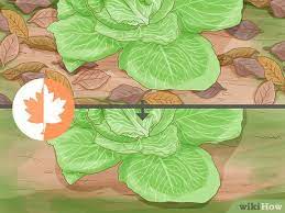 How To Get Rid Of Cabbage Worms 14