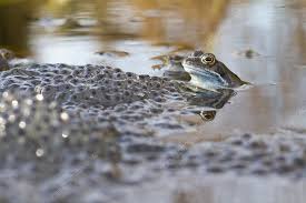 Common Frogs In Garden Pond With