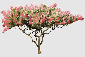 Mimosaceae Acacia Baileyana Silk