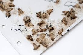 How To Get Rid Of Moths Inside Your