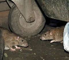 Pes Of Rats Overrunning Parts Of