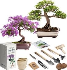 Bonsai Growing Seed Kit 2x Japanese