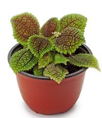 Air Purifying Houseplants Safe For Dogs