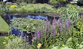 Own Wetland Pond Habitat