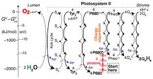 High Energy Molecules In Photosynthesis